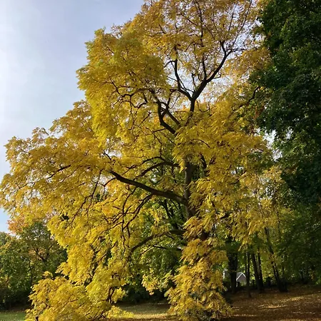 מלון Hohe Buchen